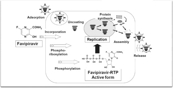 Favipiravir etki mekanizması