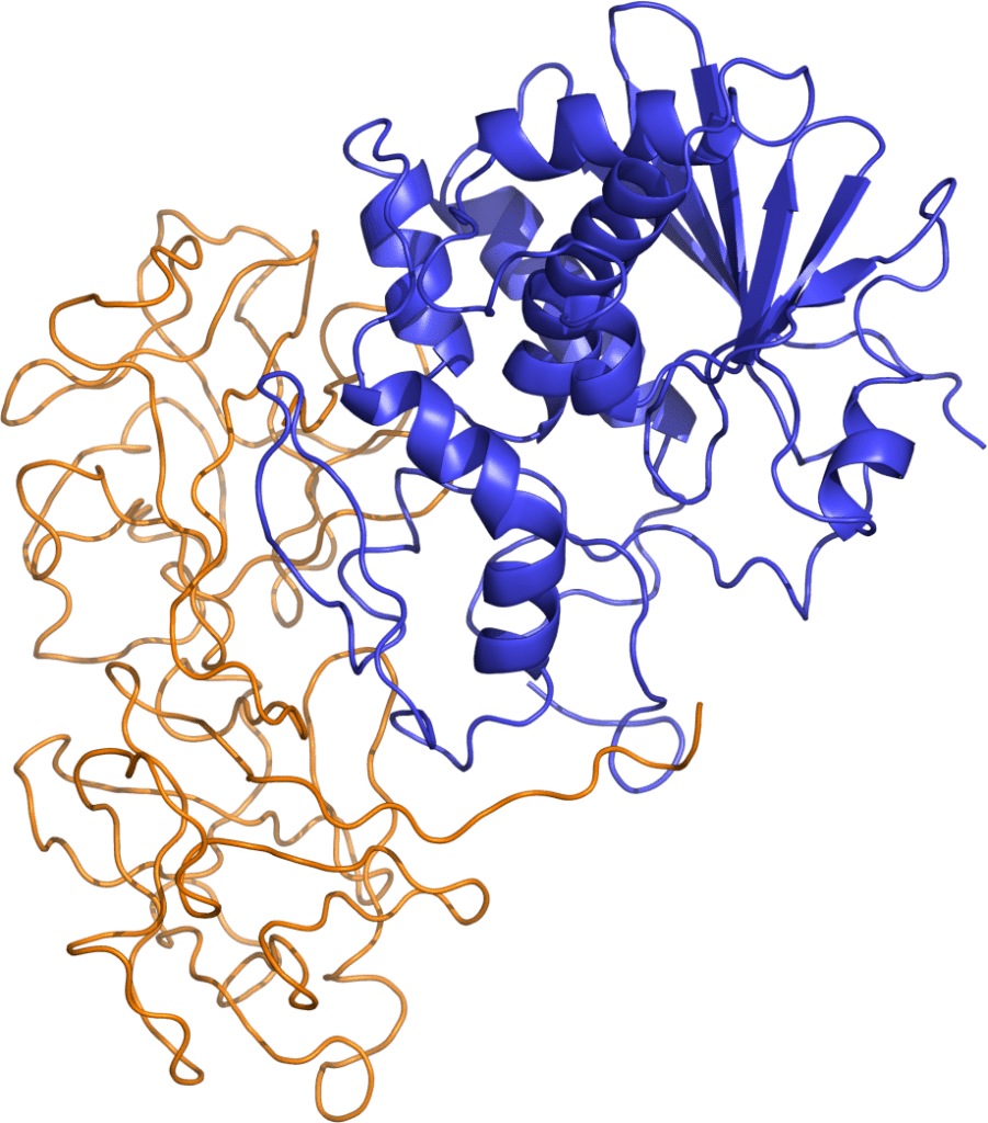 Risin proteini yapısı. dimer