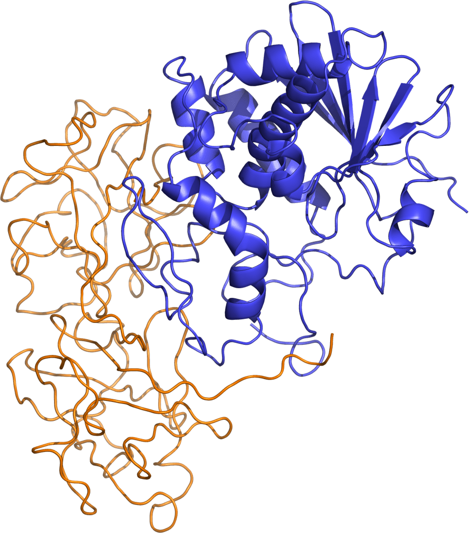 Bİr lektin olan Risin Proteininin Yapısı