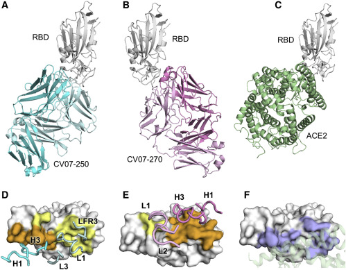 covid-19 antibody