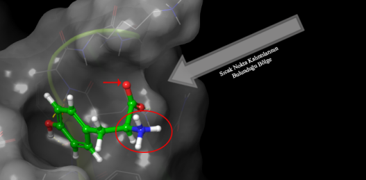 protein-protein docking ile elde edilen bilgilerden çekirdek ligandın yerleştirilmesi