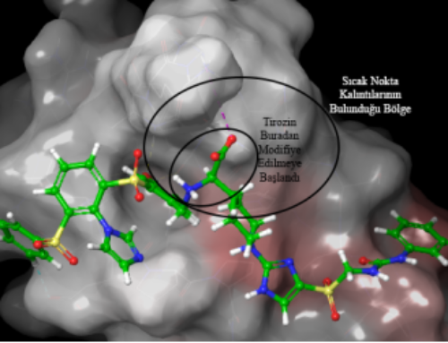 Protein-Protein Docking Yöntemi ile Aprotinin Geri Kazanımı İçin Yeni Ligandların Tasarımı