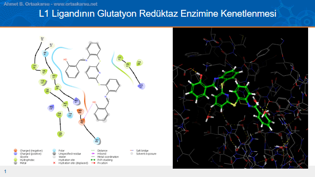 Antimalaryal ilaç adayı L1 ligandının glutatyon redüktaz enzimine kenetlenmiş hali