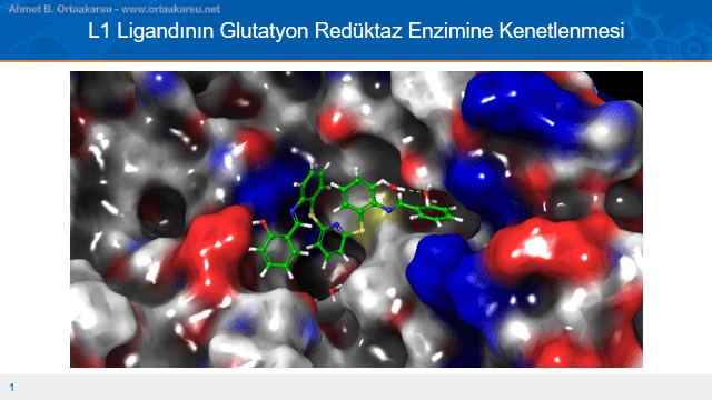 L1 Ligandının Glutatyon Redüktaz Enzimine Kenetlenmesi. Kısmı negatif yüklü bölgeler Kırmızı ve Kısmi Pozitif Yüklü Bölgeler Mavi