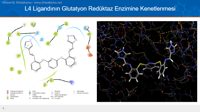 Antimalaryal ilaç adayı L4 ligandının glutatyon redüktaz enzimine kenetlenmiş hali