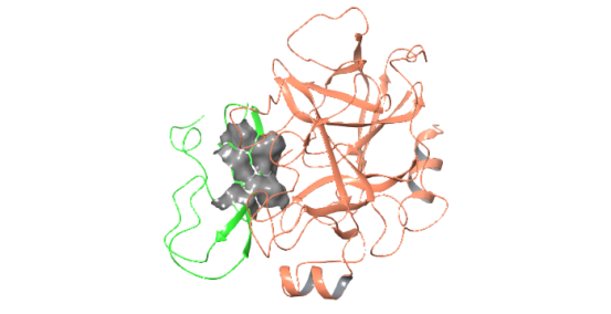 protein-protein docking görüntüsü