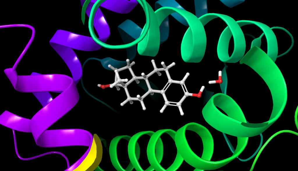 Östradiol molekülünün reseptör ile etkileşimi.