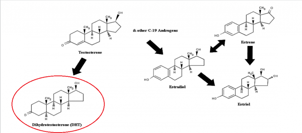 testosteron molekülünden biyo sentez ile sentezlenen moleküller