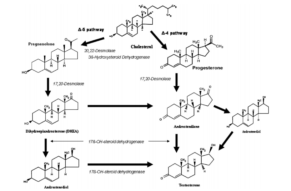 Testosteron molekülünün biyo sentezi