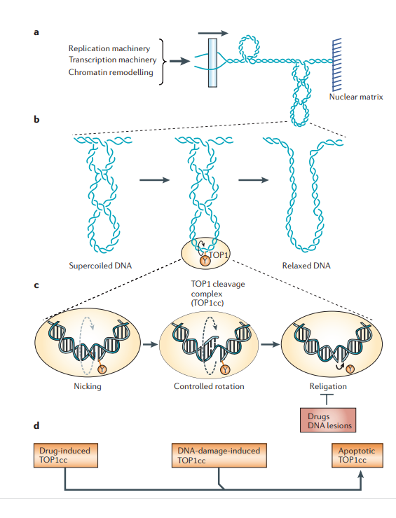 Topoizomeraz enziminin görevleri ve işlevi